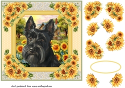 Framed sunflower Scottish terrier card front 4