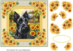 Framed sunflower Scottish terrier card front 7