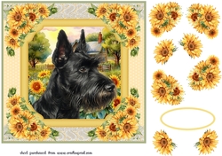 Framed sunflower Scottish terrier card front 10