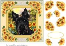 Framed sunflower Scottish terrier card front 11