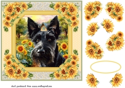 Framed sunflower Scottish terrier card front 12