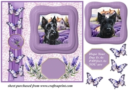 Framed lavender Scottish terrier card front 4