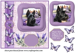 Framed lavender Scottish terrier card front 5