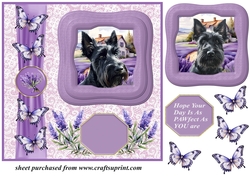 Framed lavender Scottish terrier card front 8