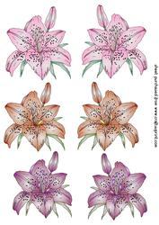 6 Coloured Lily Toppers