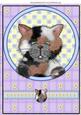 A4 Aprox Multi Cat Topper