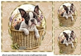 3 Floral pup in basket card front/toppers 14