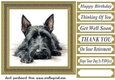 Gold framed Scottish terrier card front 4