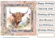 Lace framed hedgerow Highland cow card front 1