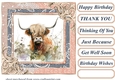 Lace framed hedgerow Highland cow card front 2