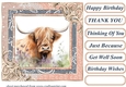 Lace framed hedgerow Highland cow card front 10