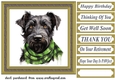 Tartan scarf Scottish terrier card front 2