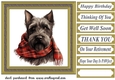 Tartan scarf Scottish terrier card front 5