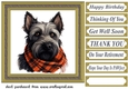 Tartan scarf Scottish terrier card front 6