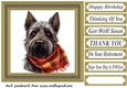 Tartan scarf Scottish terrier card front 9