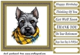 Tartan scarf Scottish terrier card front 12