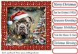 Framed pup in a tangle Christmas card front 11
