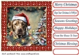 Framed pup in a tangle Christmas card front 21