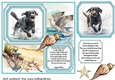 Dog running in water card front 3