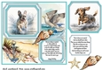 Dog running in water card front 10
