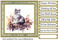 Cat on fence card front 2