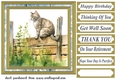 Cat on fence card front 5