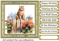 Cat on fence card front 9