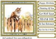 Cat on fence card front 10