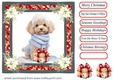 Wrapped up for Christmas pup card front 2