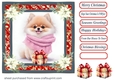 Wrapped up for Christmas pup card front 13