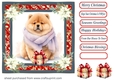 Wrapped up for Christmas pup card front 18