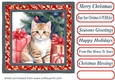 Holly Christmas kitty card front 3