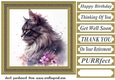 Floral cat in frame card front 3