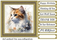 Floral cat in frame card front 4