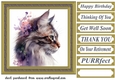 Floral cat in frame card front 7