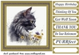 Floral cat in frame card front 10