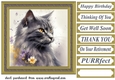 Floral cat in frame card front 12