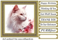 Floral cat in frame card front 14