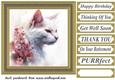 Floral cat in frame card front 15