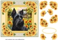 Framed sunflower Scottish terrier card front 9