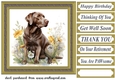 Floral Chocolate Labrador card front 6