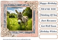All about the donkey card front 8