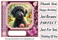 Pink butterfly pup card front 15