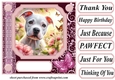Pink butterfly pup card front 17