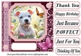 Pink butterfly pup card front 23