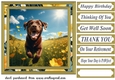 Labrador in buttercup field card front 4