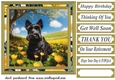 Scottish terrier in buttercup field card front 1