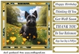 Scottish terrier in buttercup field card front 2