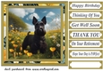 Scottish terrier in buttercup field card front 3