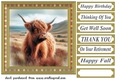 Tartan framed Highland cow card front 8